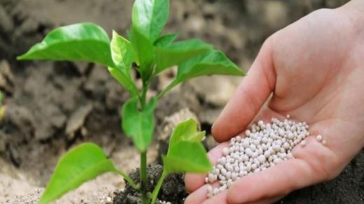 Biofertilizer