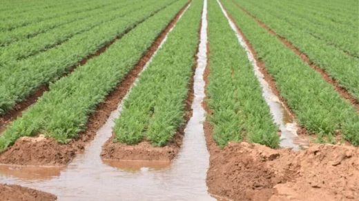irrigation
