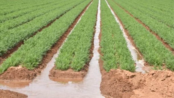 irrigation