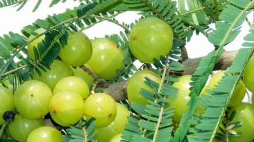 cultivar