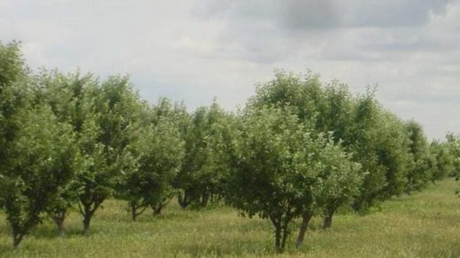 intercrop