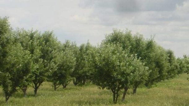 intercrop