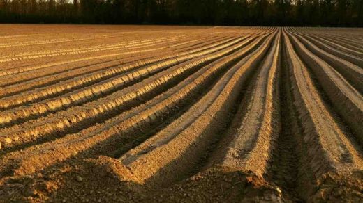 soil