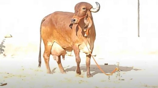 Gir