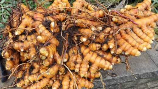 turmeric
