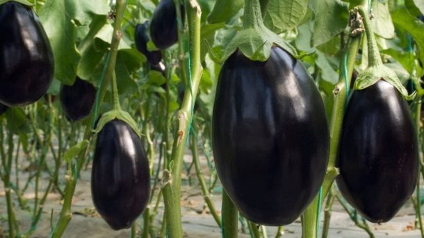 Brinjal
