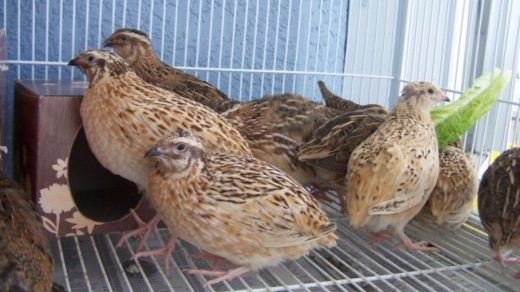 Quail