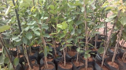 propagation