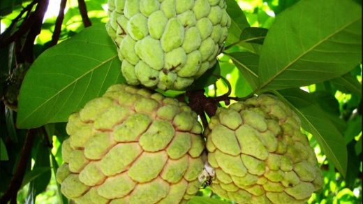custard apple