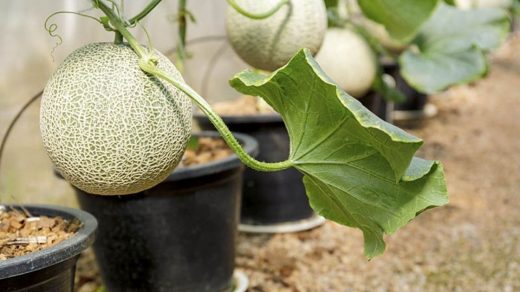 Muskmelon