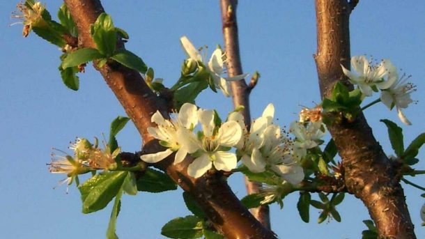 flowering