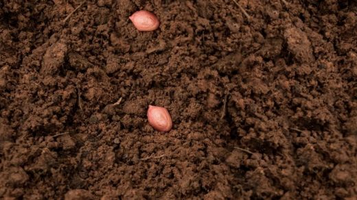groundnut