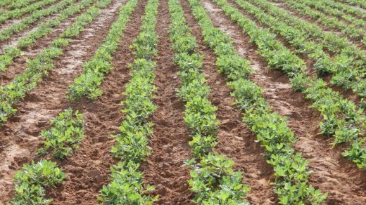 groundnut