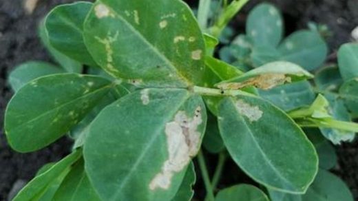 leaf miner