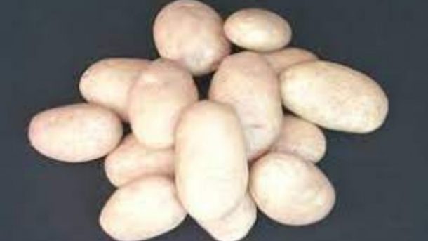 Kufri