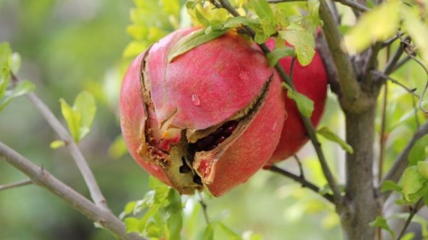 fruit cracking