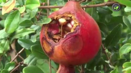 pomegranate