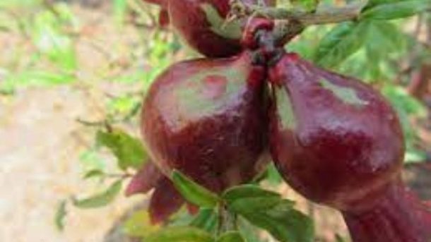 thrips