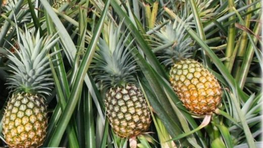 pineapple
