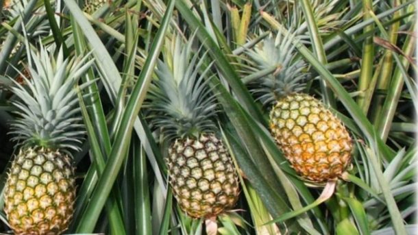 pineapple