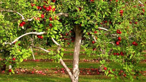 Rose Apple
