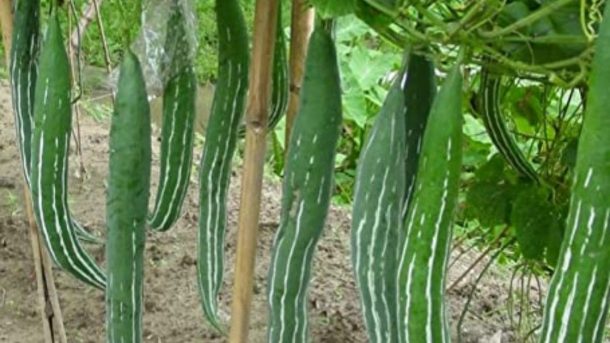 cultivar