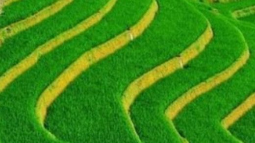 contour farming