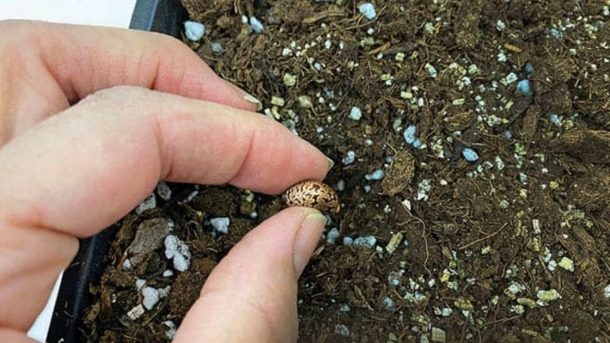 castor