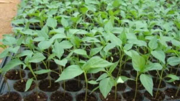 crops