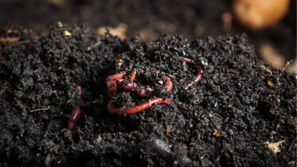 vermicompost