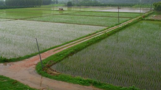 green revolution