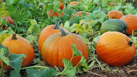 Pumpkin