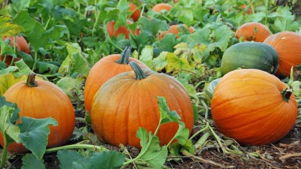 Pumpkin