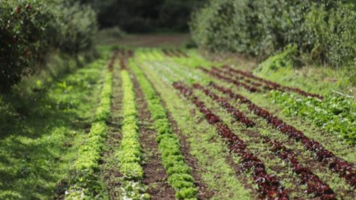 farms