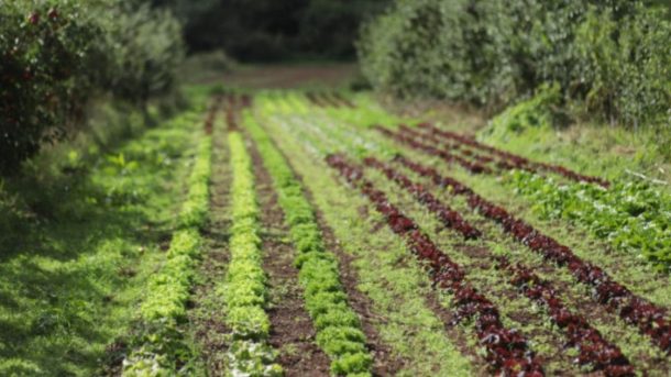 farms