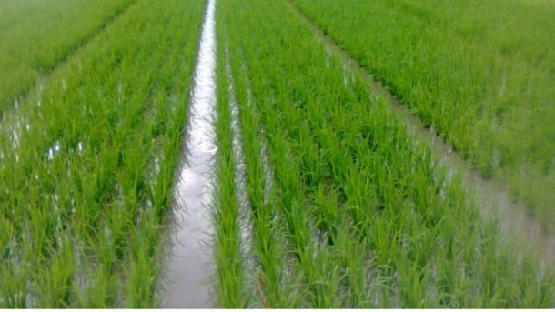 seed treatment