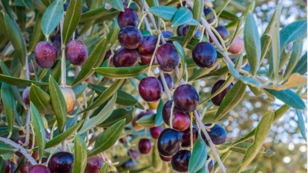 bear fruits
