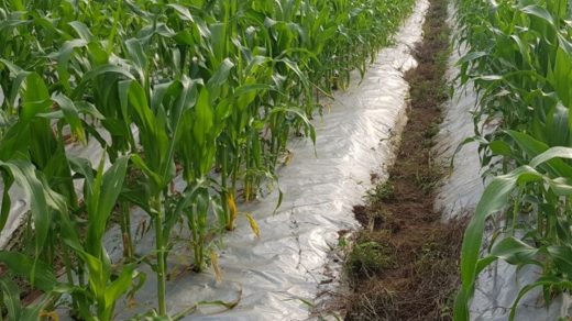 Organic farming