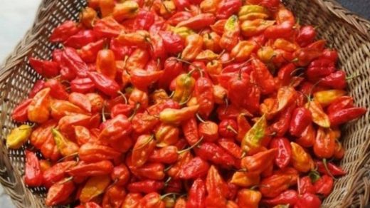 King chilli