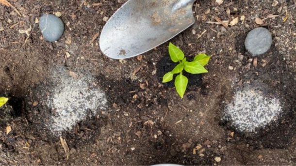 tomato plants