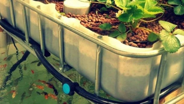 Aquaponics