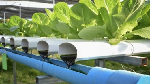 Aquaponics