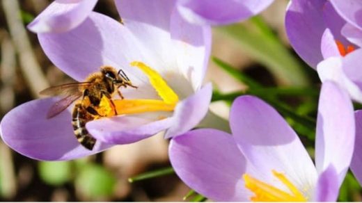 bee population