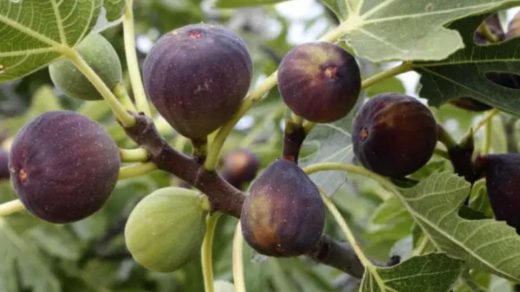 fig fruit