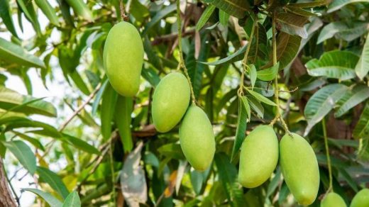 mango