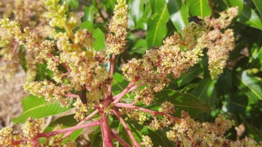 Pollination