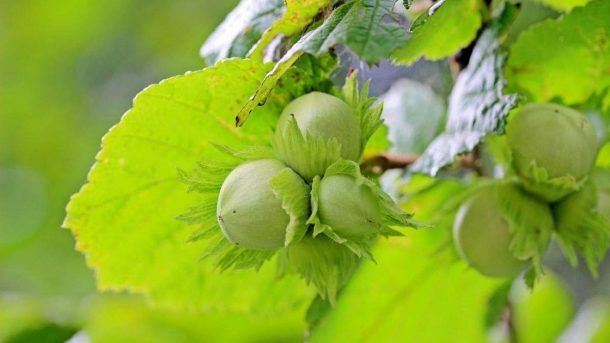 Hazelnut