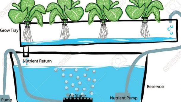 Aquaponic