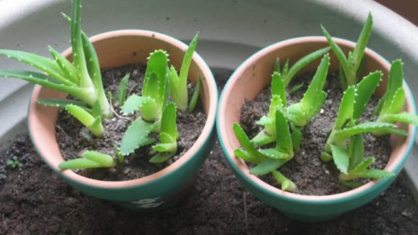 Aloe Vera