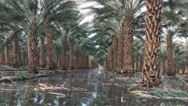 palm trees